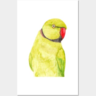 yellow Rose-ringed parakeet or ring-necked parrots watercolor - bird painting Posters and Art